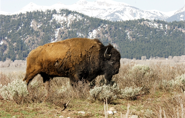 Julie Larsen Maher_5816_American Bison in wild_YELL_05 05 06_hr(small)